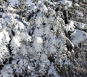 Mother nature's amazing artwork Southern Vermont snow covered pines