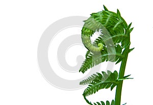 Mother Natures Springtime New Growth Fern Curl