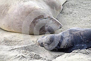 Mom and newborn elephant seal pup close up