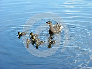 Mother with newborn ducklings