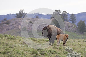 Mother and newly born buffalo in Wyoming photo