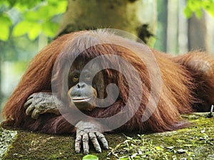 Mother of Orang Utan