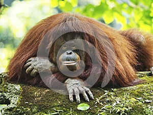 Mother of Orang Utan