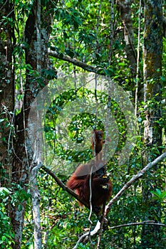 Mother Orang Utan and baby sitting on a tree in