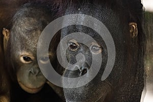 Mother orangutan ape with baby head portrait