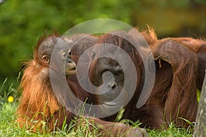 Mother orangutan and baby