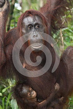 Mother orangutan and baby at Camp Leakey