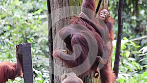 Mother orangutan with baby eating vegetables at Sepilok sanctuary