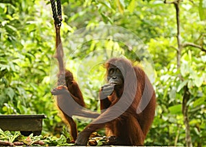 Mother orangutan and baby on feeding platform Sepilok, Borneo