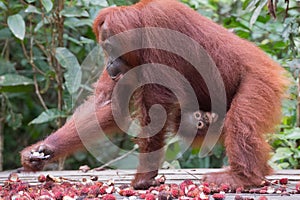 Mother orangutan chooses ripe rambutan and her child clung to he