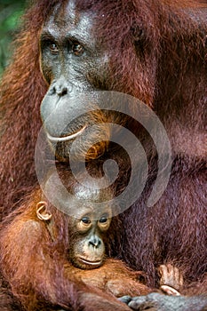 Mother orangutan and cub