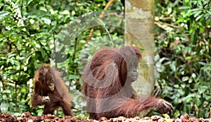 Mother orangutan and cub. Bornean orangutan Pongo pygmaeus wurmmbii. Rainforest of