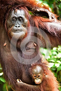 Mother orangutan and cub. Bornean orangutan Pongo pygmaeus wurmmbii. Rainforest of