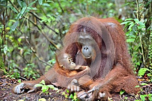 Mother orangutan and cub in a natural habitat.