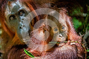 Mother orangutan and cub in a natural habitat.