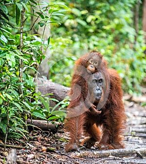 Mother orangutan and cub in a natural habitat.