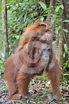 Mother orangutan and cub in a natural habitat. Bornean orangutan