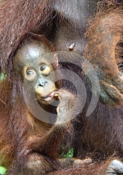 Mother orangutan and cub in a natural habitat. Bornean orangutan Pongo pygmaeus wurmbii in the wild nature.