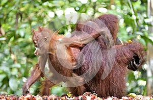 Mother orangutan and cub in a natural habitat. Bornean orangutan Pongo pygmaeus wurmmbii in the wild nature. Rainforest of Isla