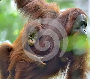 Mother orangutan and cub in a natural habitat. Bornean orangutan Pongo pygmaeus wurmmbii in the wild nature. Rainforest of Isla