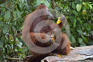 Mother orangutan and cub in a natural habitat. Bornean orangutan Pongo pygmaeus wurmmbii in the wild nature. Rainforest of Isla