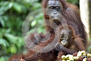 Mother orangutan and cub. Bornean orangutan Pongo pygmaeus wurmmbii. Rainforest of