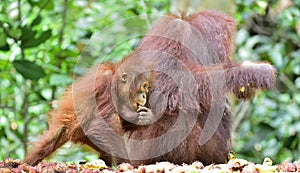 Mother orangutan and cub. Bornean orangutan Pongo pygmaeus wurmmbii.