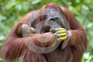 Mother orangutan and cub in a natural habitat. Bornean orangutan Pongo pygmaeus wurmmbii in the wild nature. photo