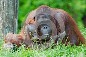 Mother orangutan with her baby