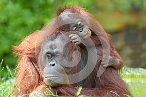 Mother orangutan with her baby photo