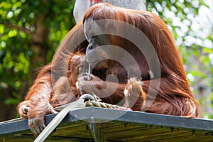 Mother Orangutan With Her Baby