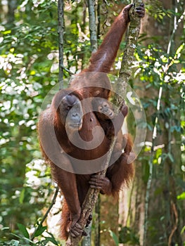 Mother orangutan and her baby hanging on a tree (Bohorok, Indonesia)