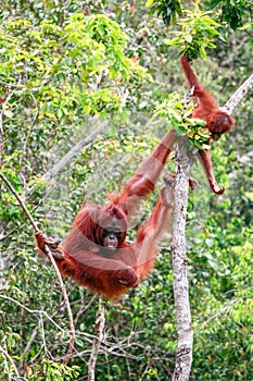 Mother orangutan and her baby in Tanjung Puting National Park, Indonesia