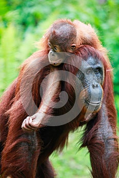Mother orangutan and her baby in Tanjung Puting National Park, Indonesia