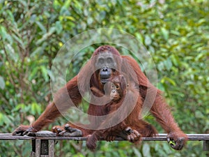 Mother orangutan and her baby, a teenager sitting on a wooden platform in the jungle of Indonesia (Indonesia)