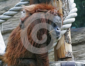 Mother orangutan with her cute baby