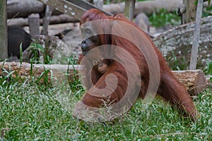 Mother orangutan moves, holding her baby (Indonesia)