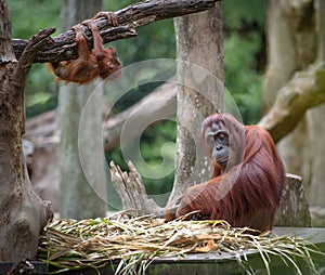 Mother orangutang with its baby