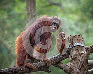 Mother orangutang with its little son