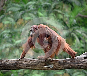 Mother orangutang walking with its baby