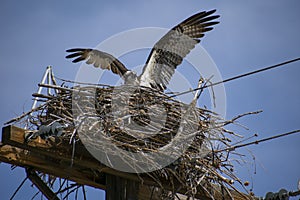 Mother Osprey into Nest photo