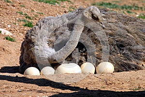 Mother Ostrich