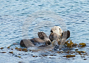 Mother otter with active Juvenile otter in calm water wrapping up with kelp