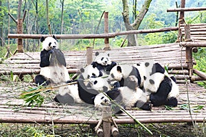 Mother panda bear and cute cubs playing together. Giant Panda Breeding Research Base Xiongmao Jidi Chengdu China