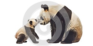 A mother panda playing with her playful cub against a white background