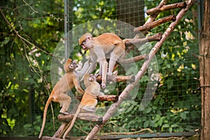 Mother patas monkey and child in zoo