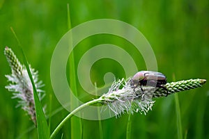 Mother-of-pearl beetle sits on a blade of grass in a meadow