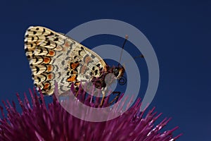 Mother-of-pearl butterfly (Issoria lathonia) perched on the top of a purple thistle