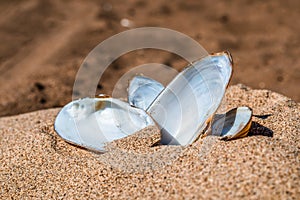 Mother-of-pearl mussel shells in the sand by the river