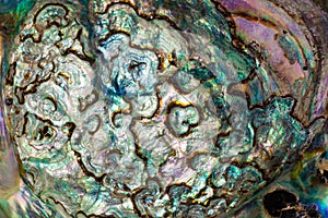 Mother-of-pearl of Paua or Abalone shell texture